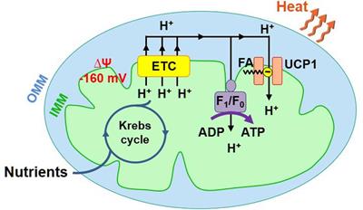 Patch-Clamp Analysis of the Mitochondrial H+ Leak in Brown and Beige Fat
